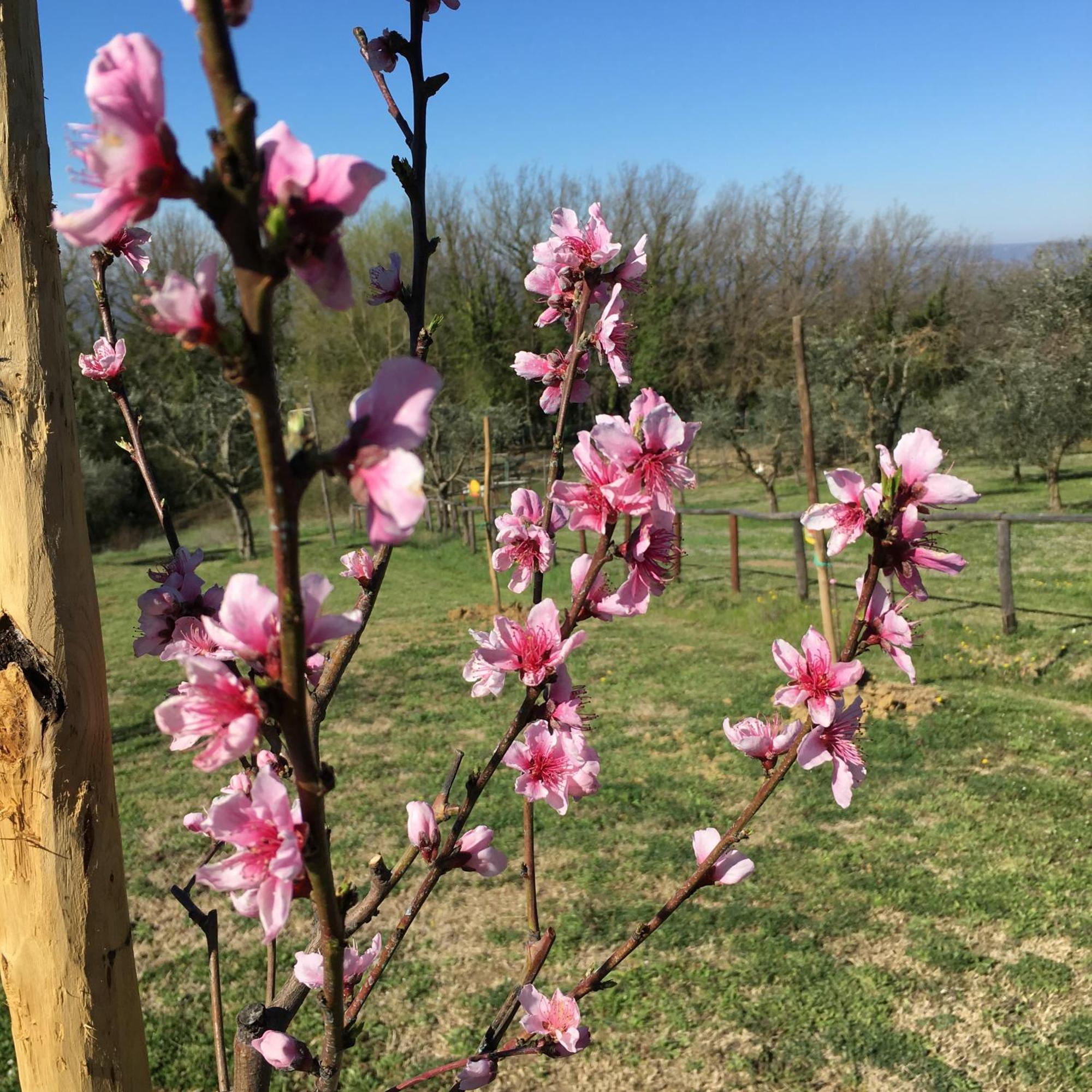 Agriturismo Podere Dell' Olmo Amelia Εξωτερικό φωτογραφία