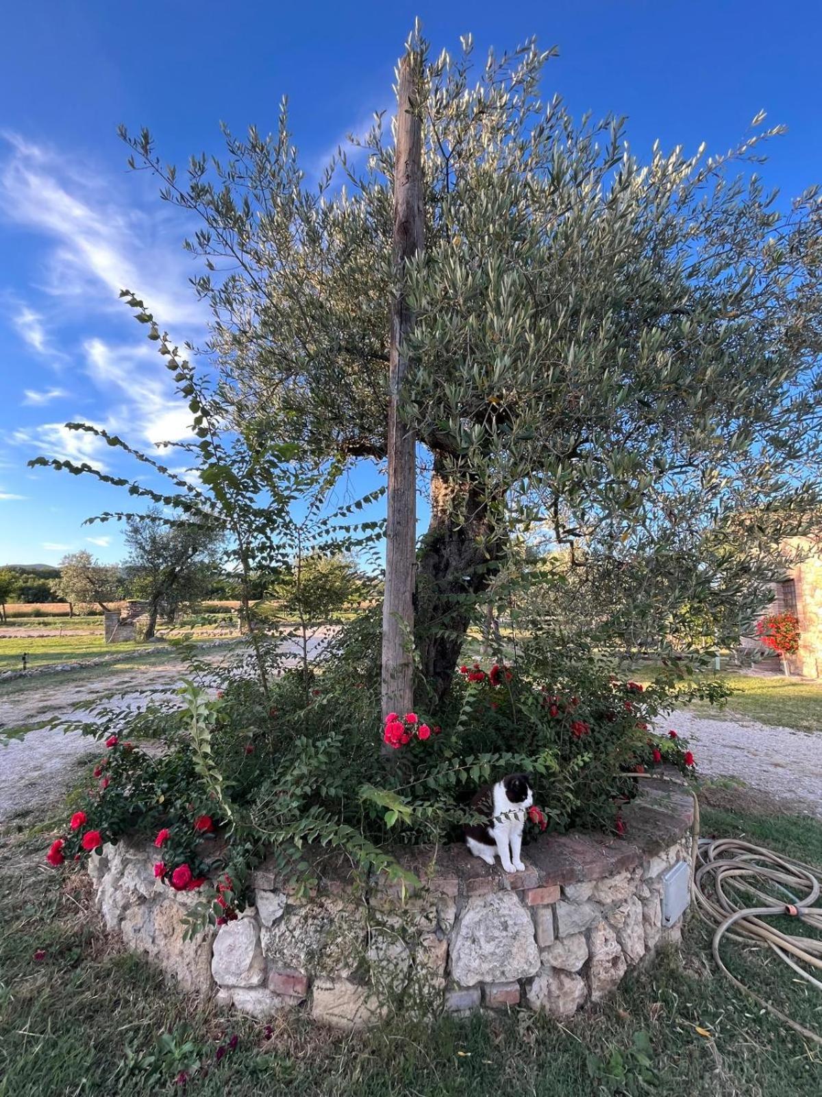 Agriturismo Podere Dell' Olmo Amelia Εξωτερικό φωτογραφία